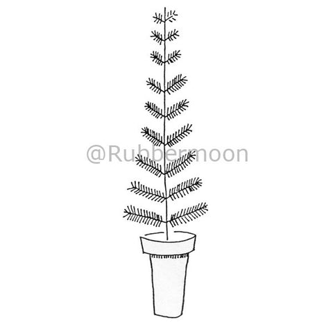 pine tree in a pot