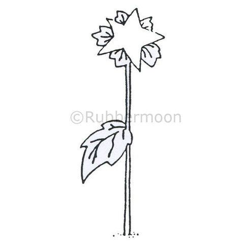 starflower