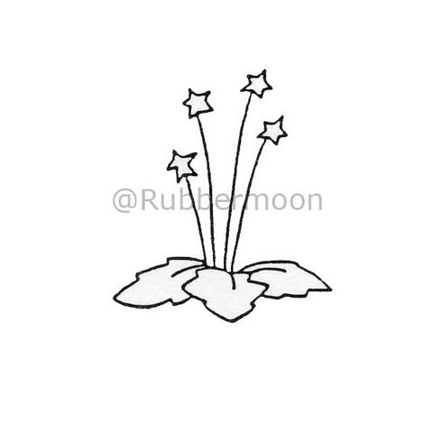 4 star plant